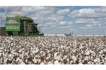 煎熬！國產棉賣不掉，進口棉買不起，國內外棉價走勢背離，對紡織企業影響幾何？